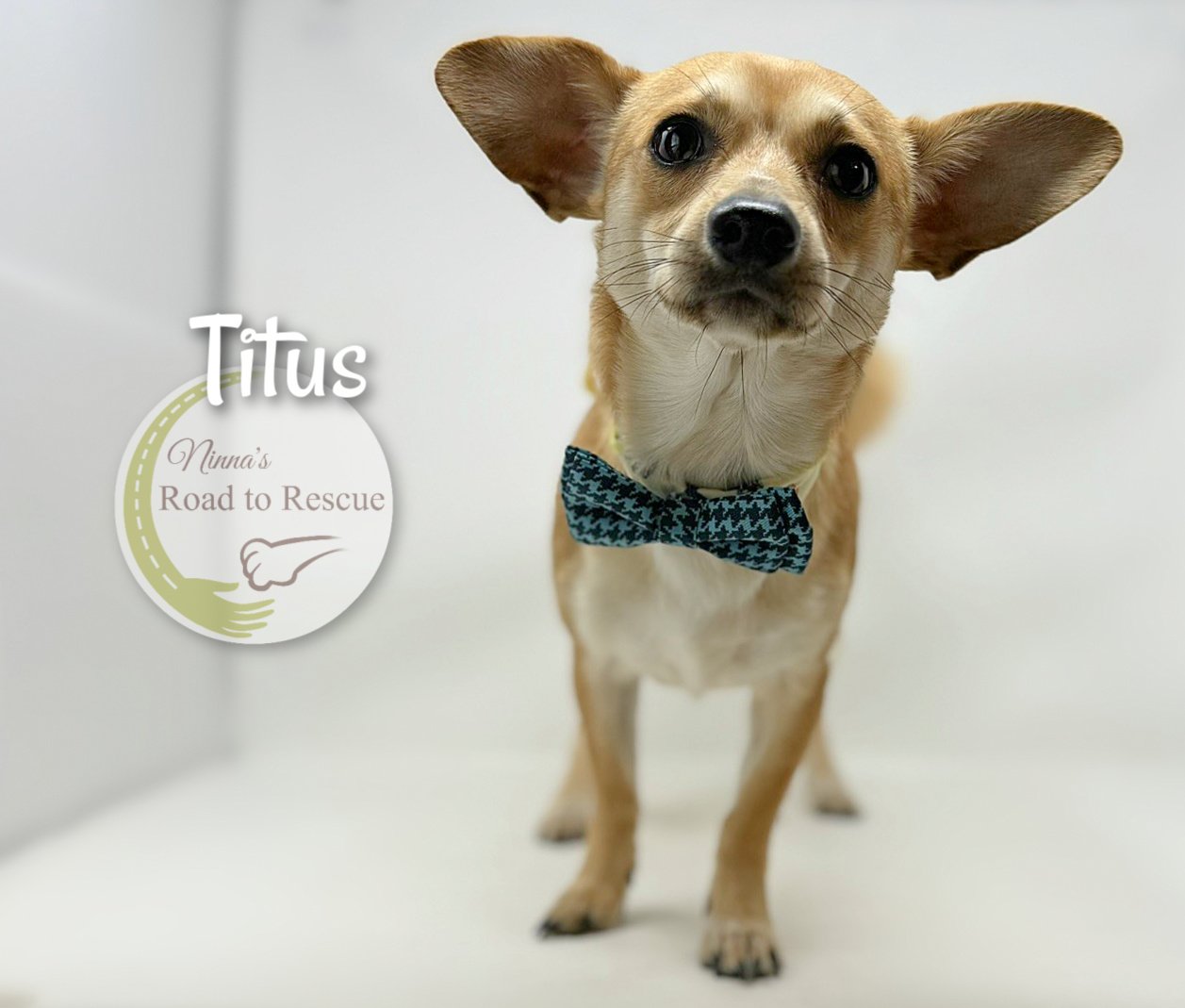 adoptable Dog in Benton, LA named Titus
