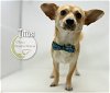 adoptable Dog in benton, LA named Titus