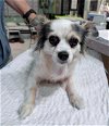 adoptable Dog in , LA named Suzy (NOT YET AVAILABLE)