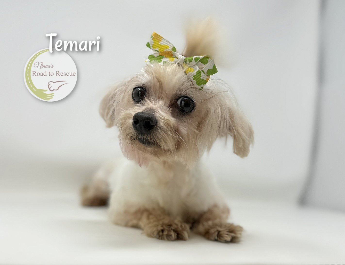 adoptable Dog in Benton, LA named Temari