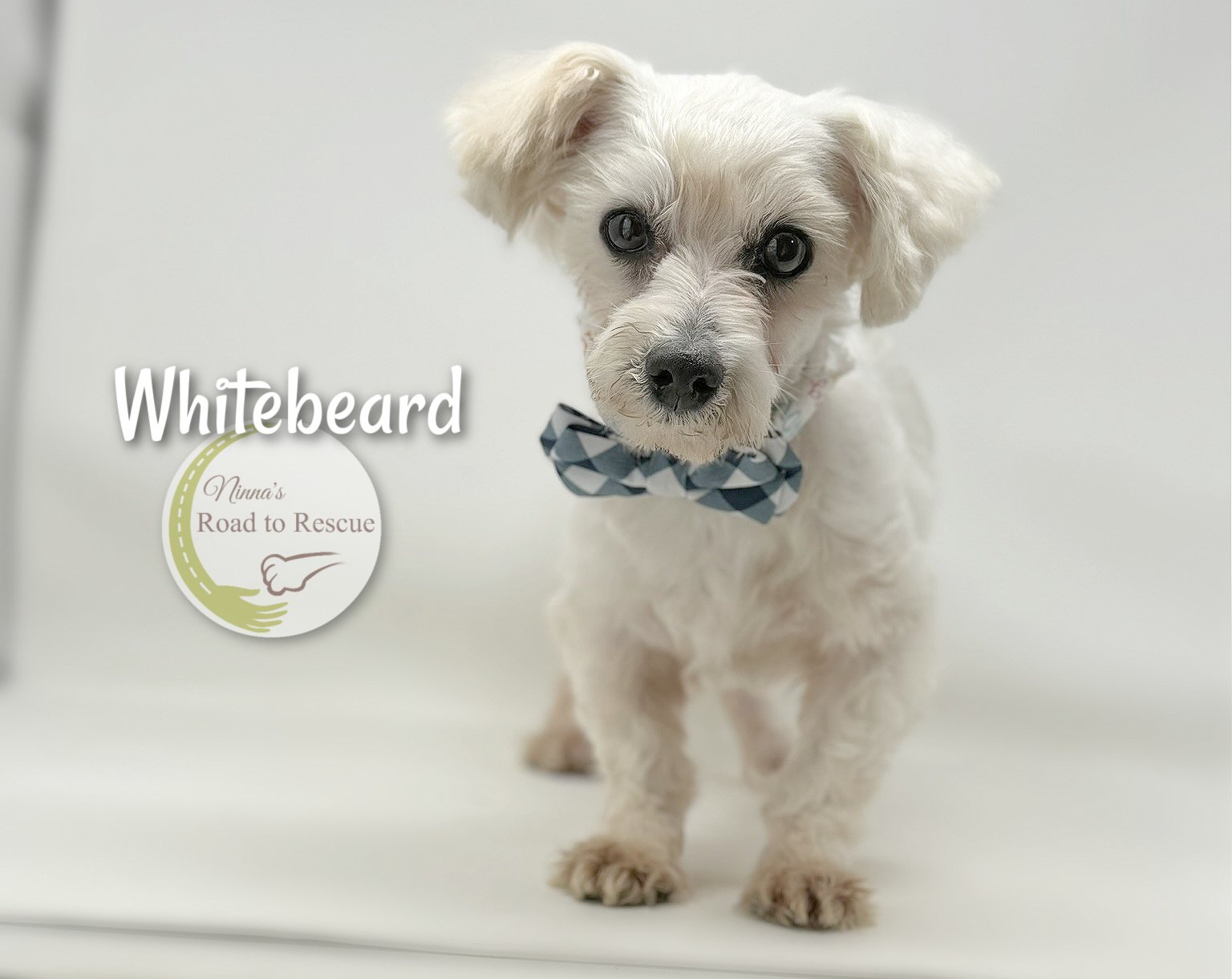 adoptable Dog in Benton, LA named Whitebeard