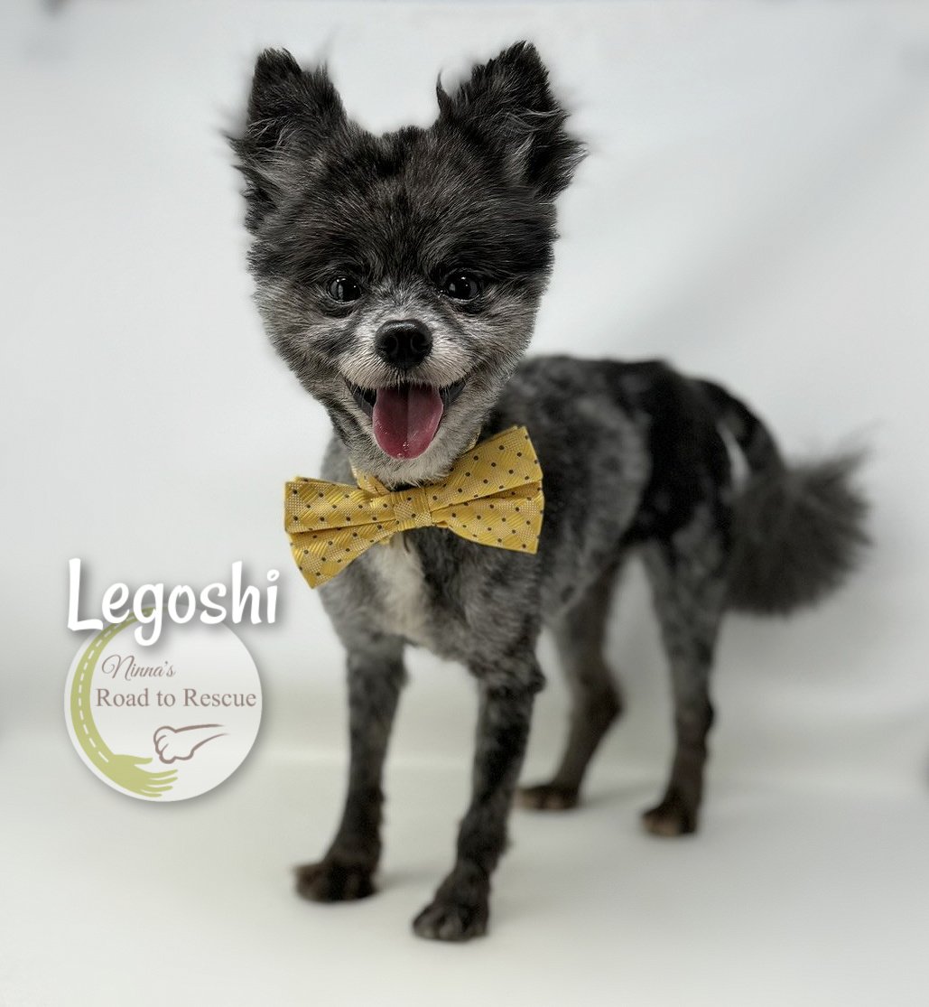 adoptable Dog in Benton, LA named Legoshi