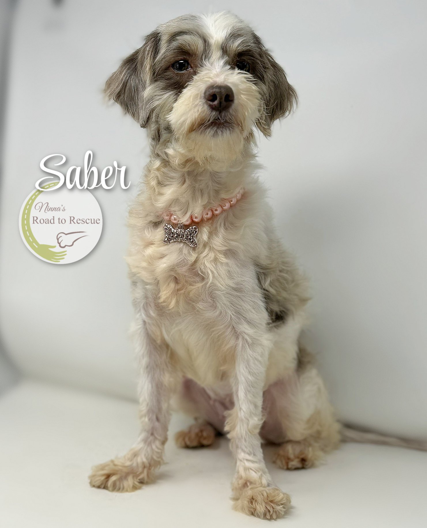adoptable Dog in Benton, LA named Saber