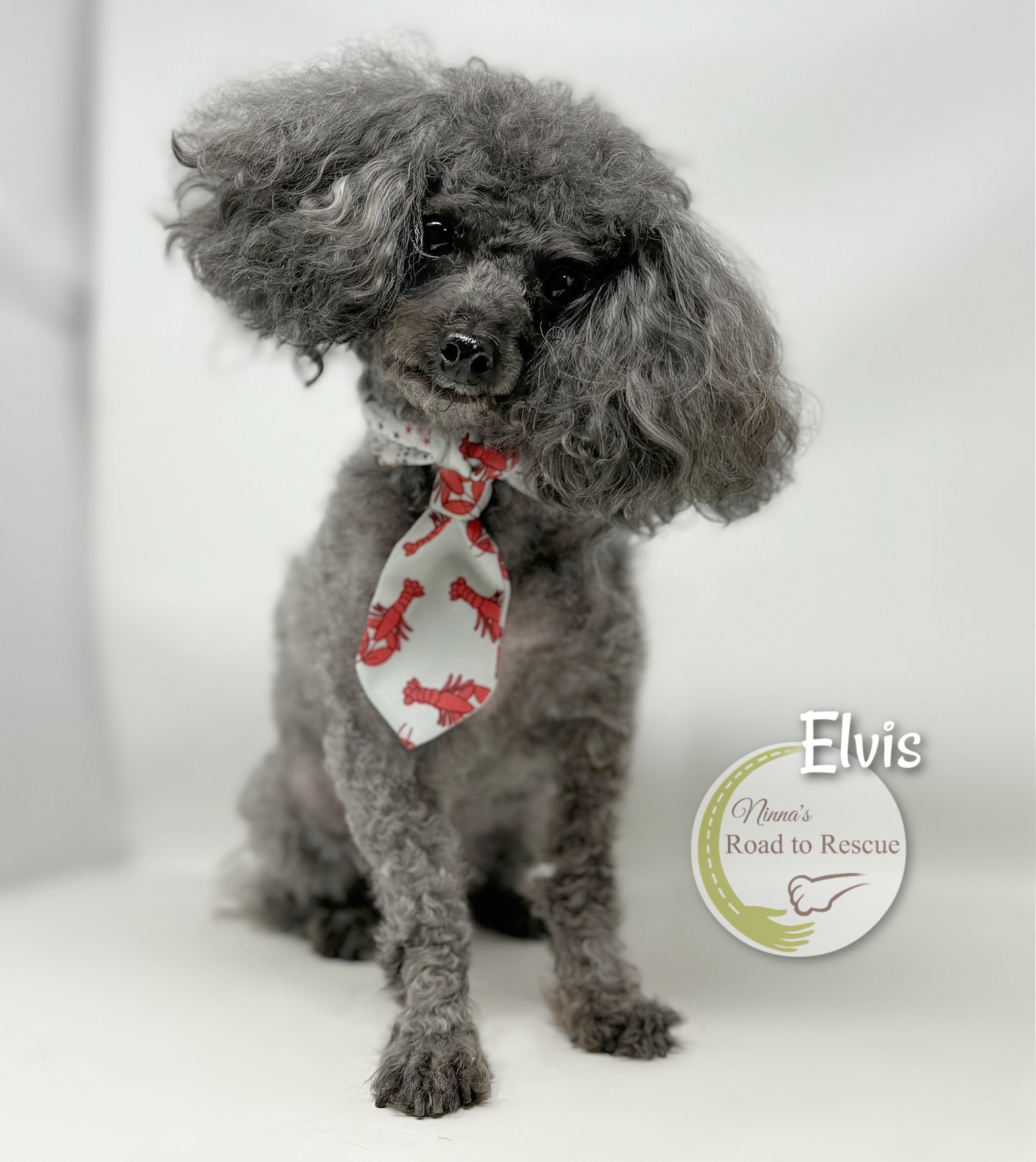 adoptable Dog in Benton, LA named Elvis