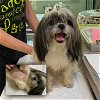 adoptable Dog in benton, LA named Perdita (NOT YET AVAILABLE)
