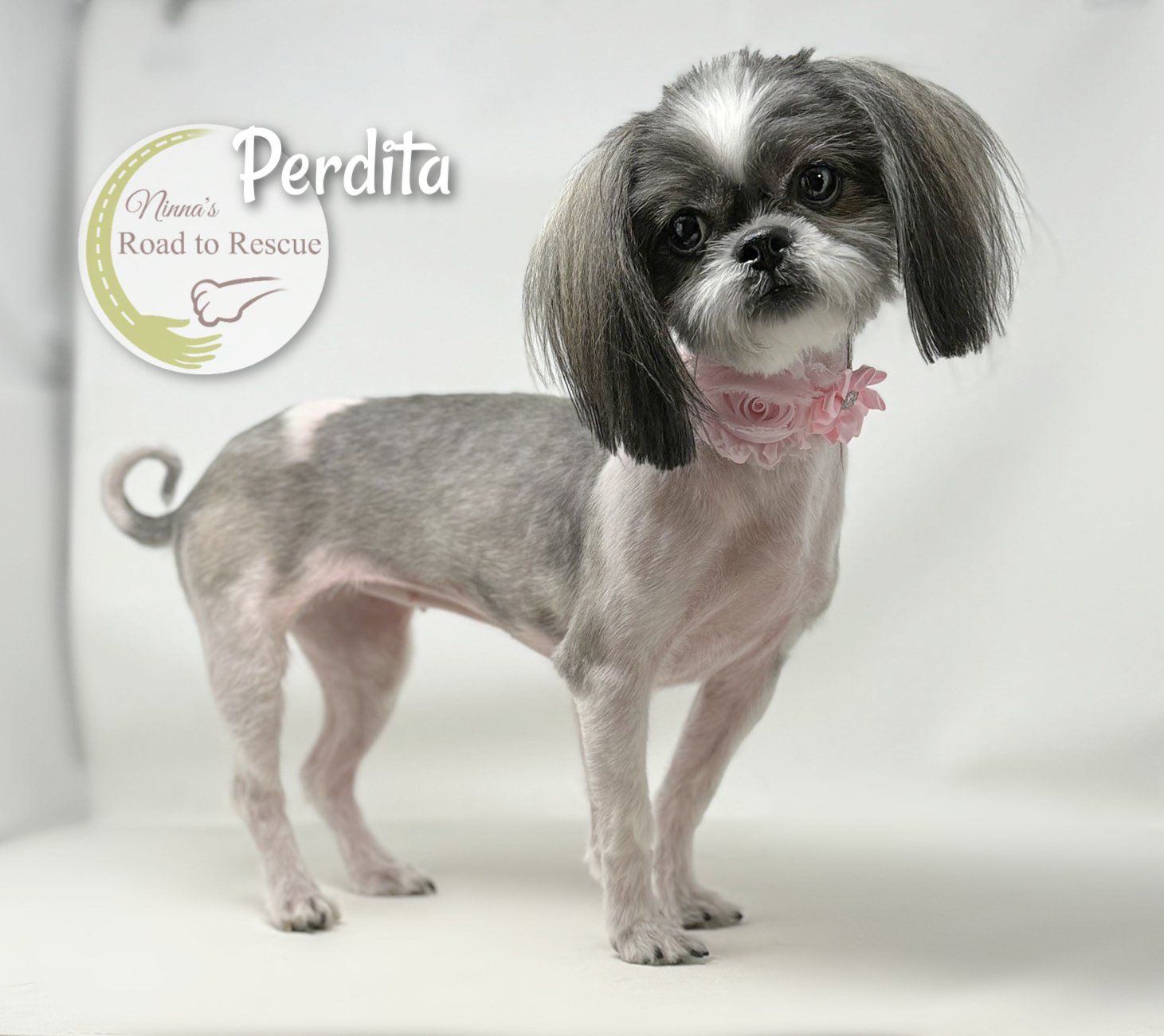 adoptable Dog in Benton, LA named Perdita