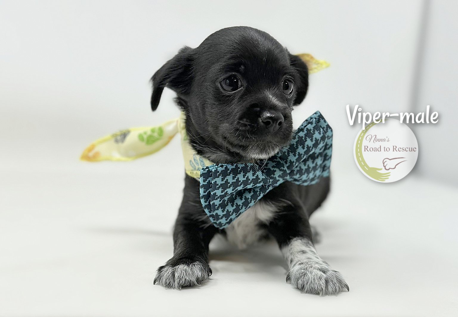 adoptable Dog in Benton, LA named Viper
