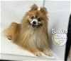 adoptable Dog in  named Bandaid
