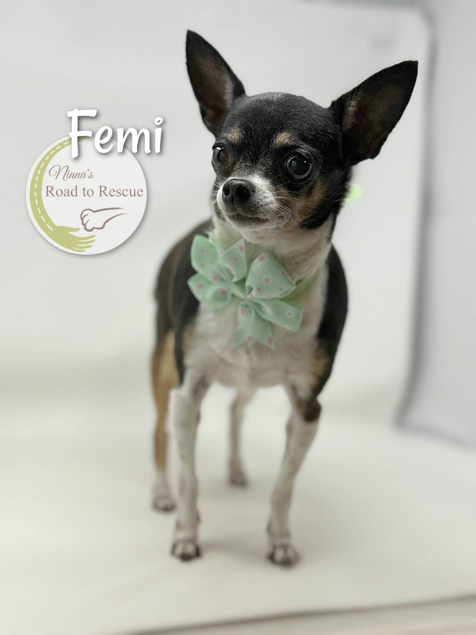 adoptable Dog in Benton, LA named Femi