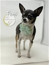 adoptable Dog in  named Femi