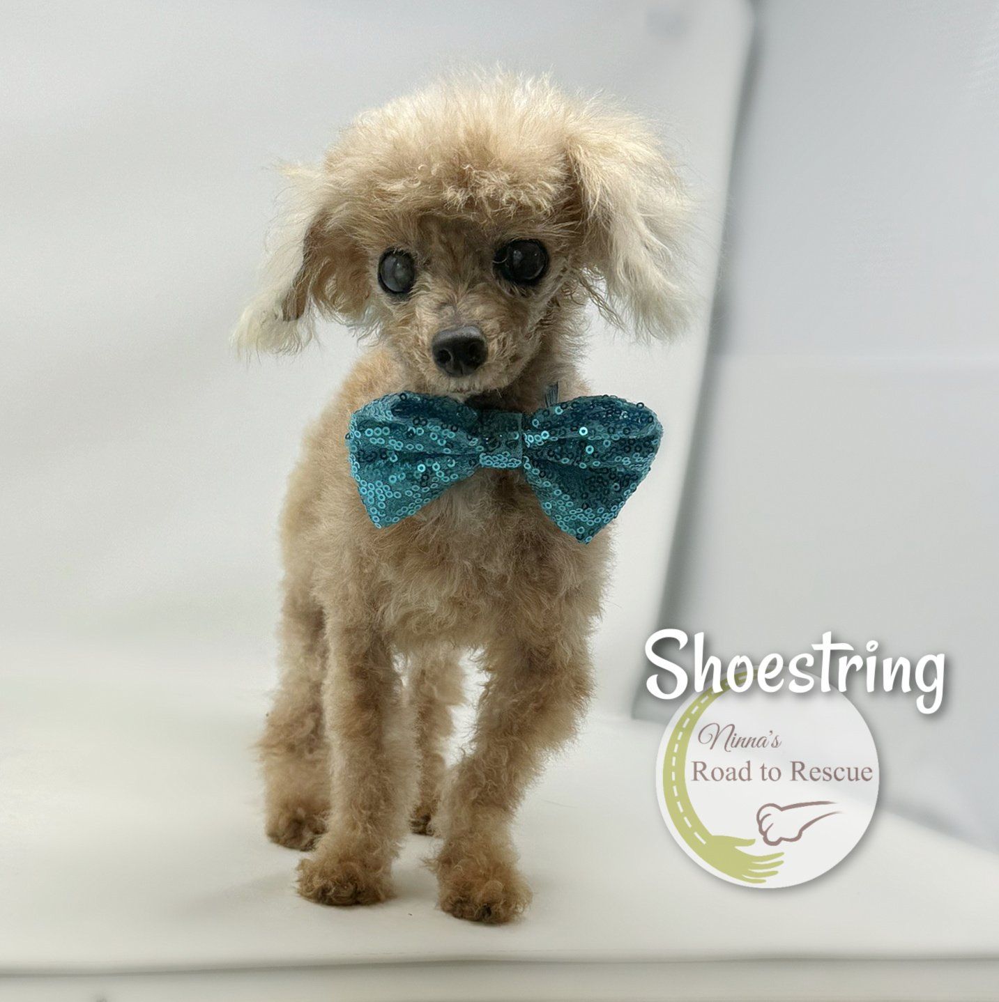 adoptable Dog in Benton, LA named Shoestring