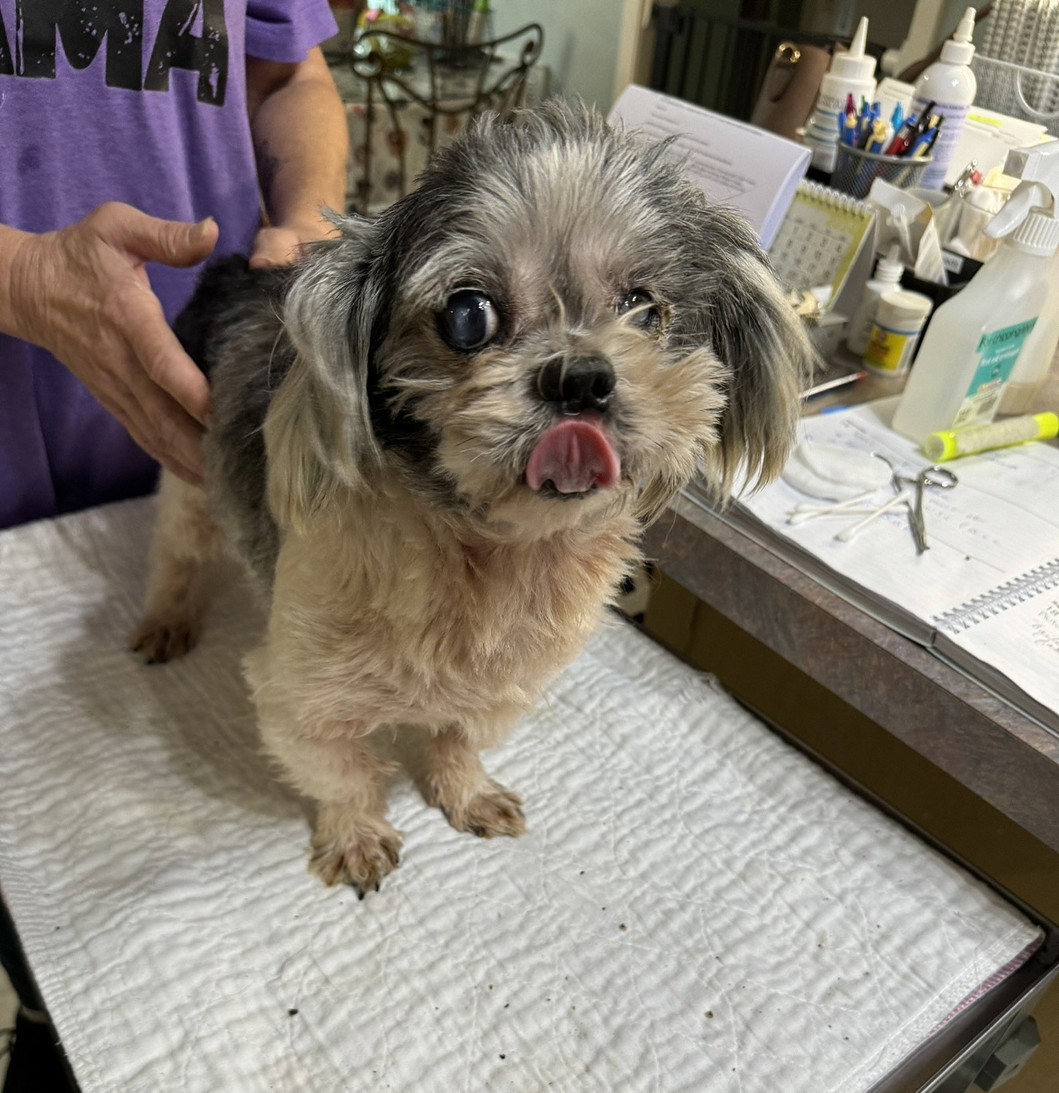 Dog adoption in Benton, LA 71006 Shih Tzu (medium coat) Dog "Mojoe (NOT YET AVAILABLE)"