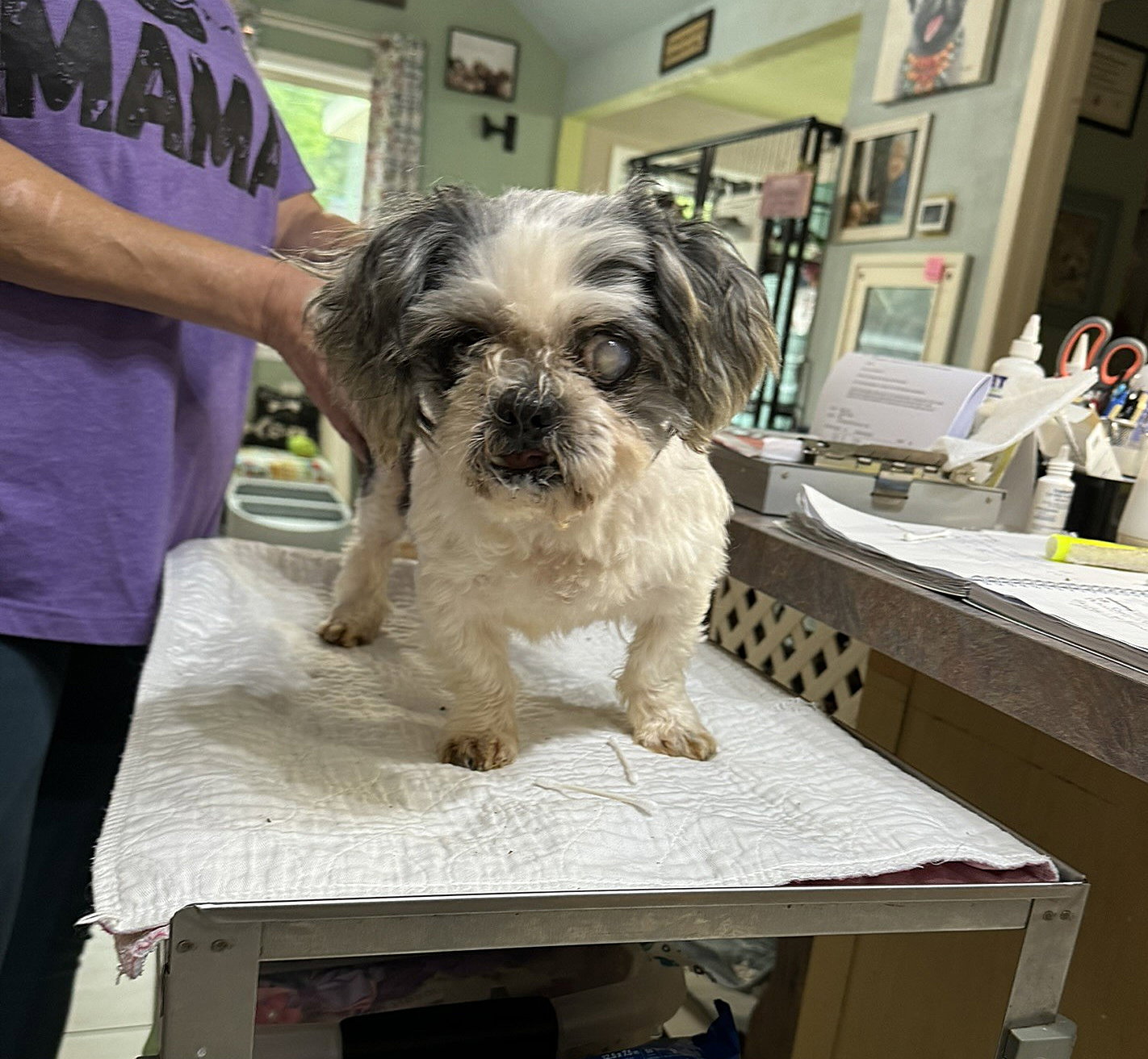 Dog adoption in Benton, LA 71006 Shih Tzu (medium coat) Dog "Moji (NOT YET AVAILABLE)"