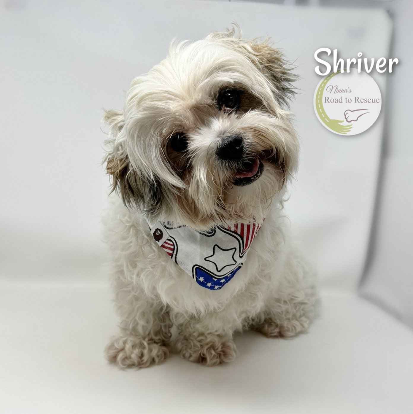 adoptable Dog in Benton, LA named Shriver