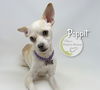 adoptable Dog in , LA named Poppit