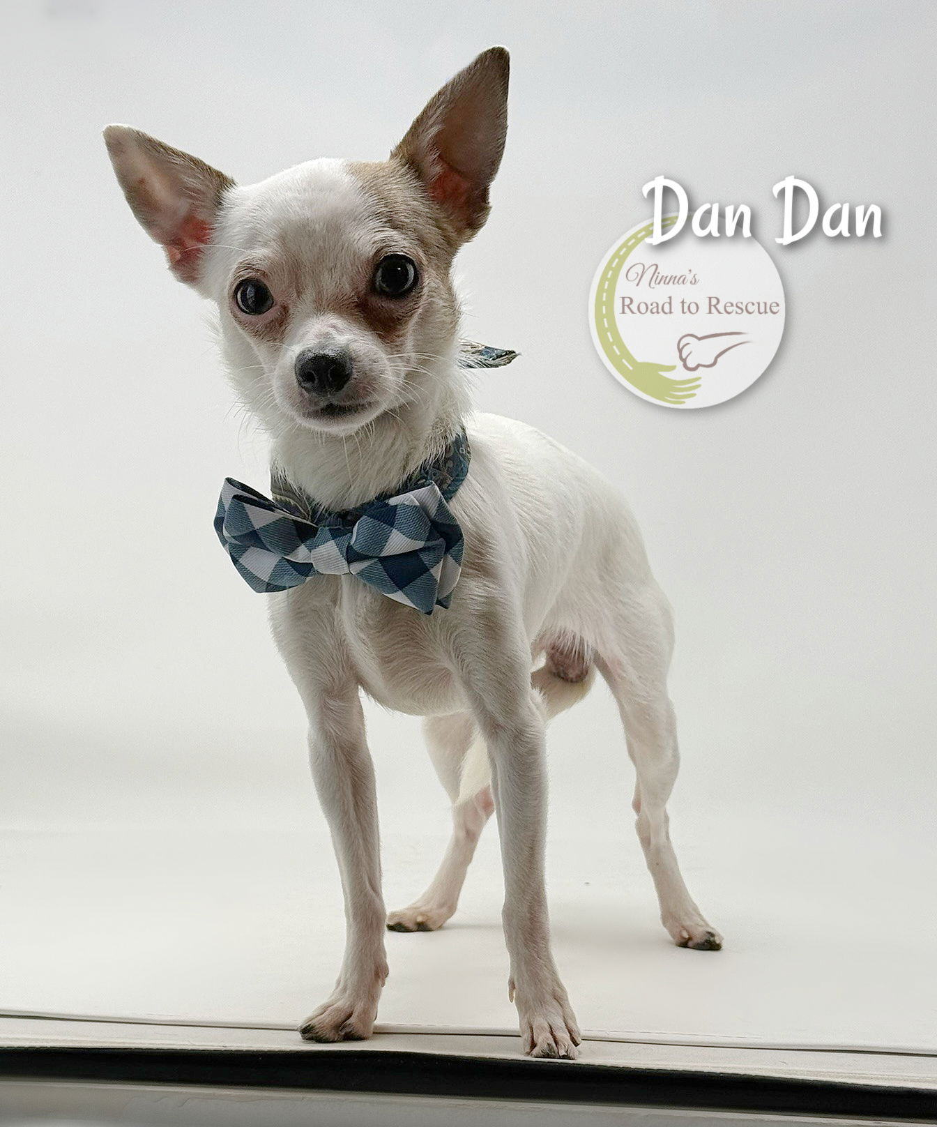 adoptable Dog in Benton, LA named Dan Dan