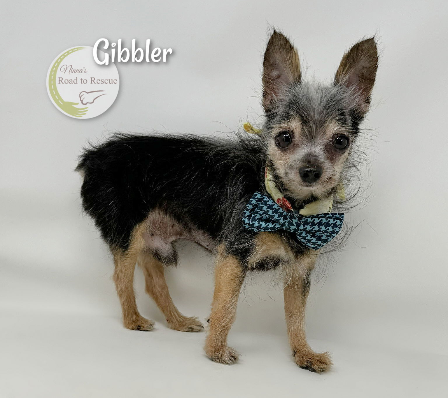 adoptable Dog in Benton, LA named Gibbler