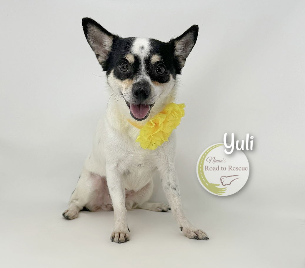 adoptable Dog in Benton, LA named Yuli