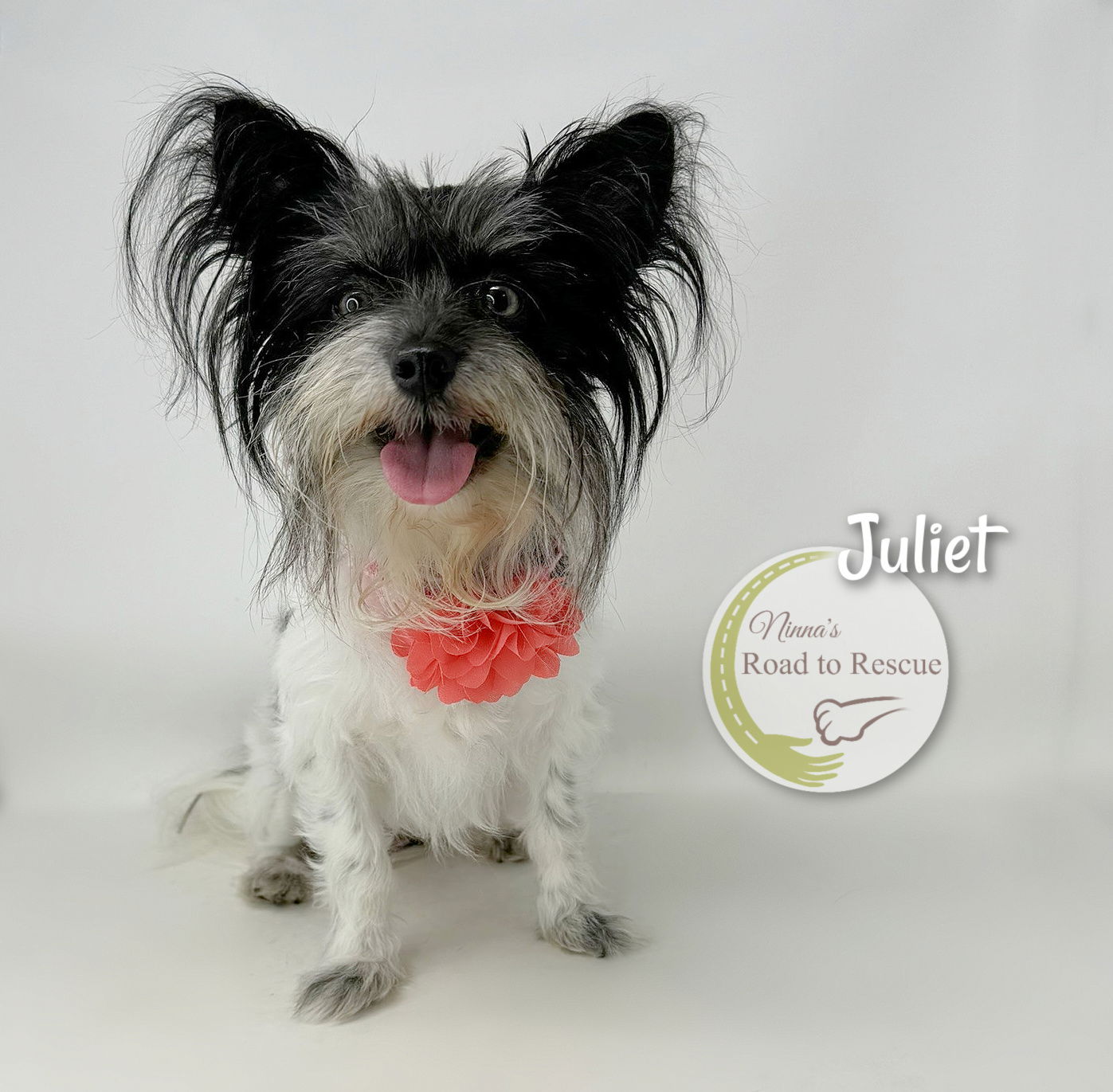 adoptable Dog in Benton, LA named Juliet