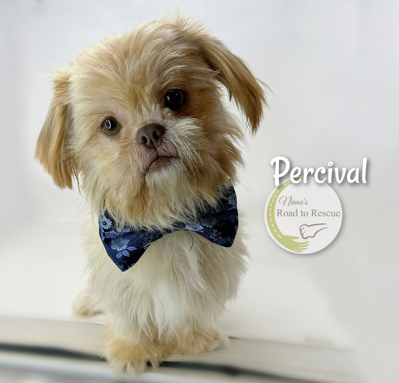 adoptable Dog in Benton, LA named Percival