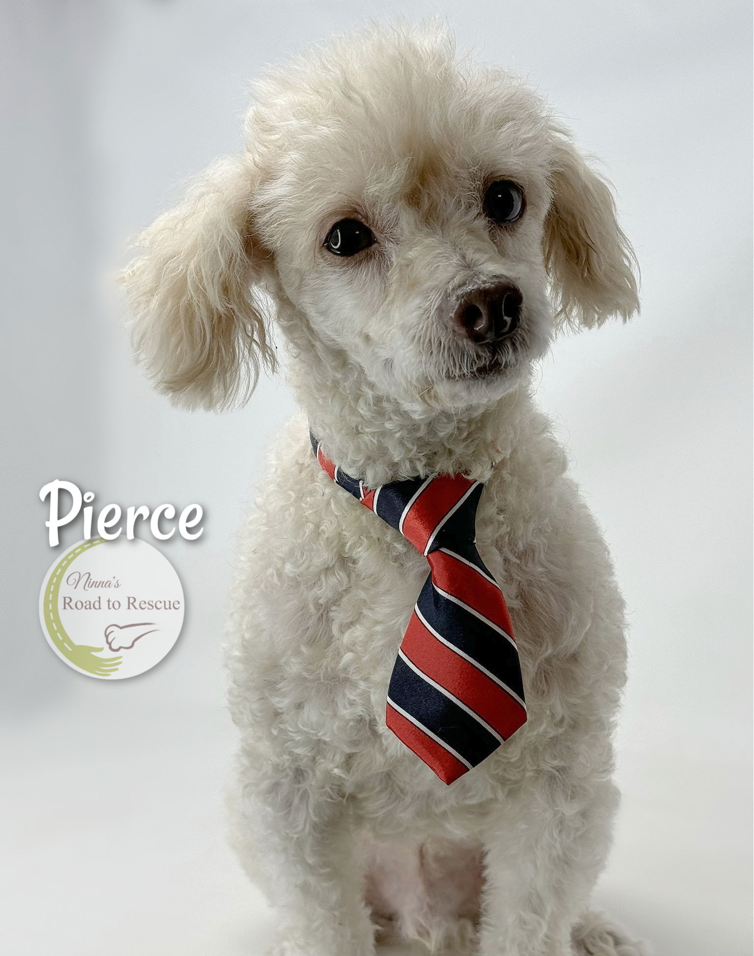 adoptable Dog in Benton, LA named Pierce