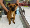 adoptable Dog in , LA named Bloop Bloop (NOT YET AVAILABLE)