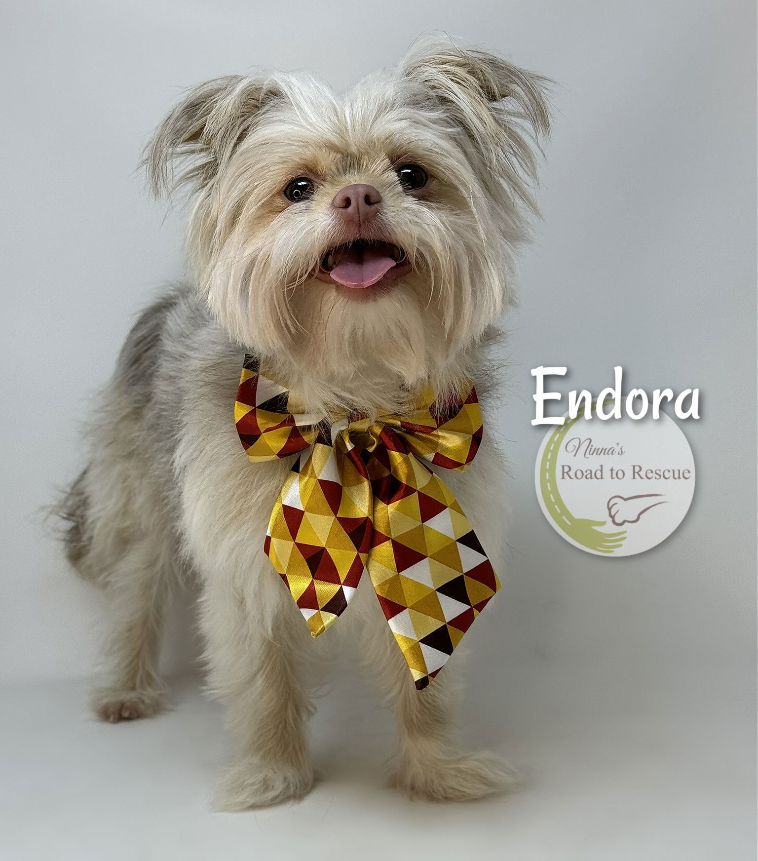 adoptable Dog in Benton, LA named Endora