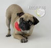 adoptable Dog in  named Kissimmee