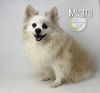 adoptable Dog in  named Miami