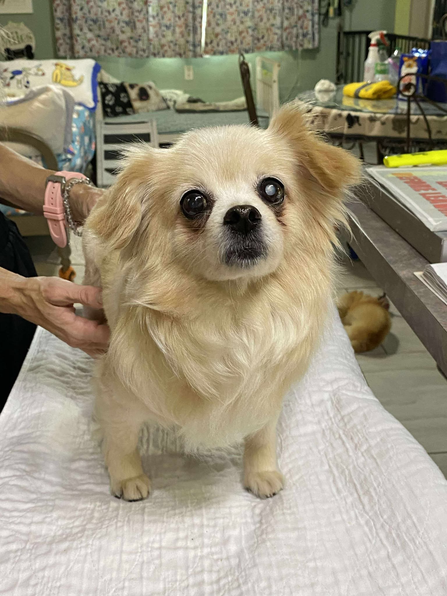 Dog for Adoption - Cara, a Pomeranian in Shreveport, LA | Alpha Paw