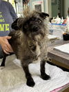 adoptable Dog in Benton, LA named Jersey (NOT AVAIL -NURSING)