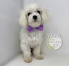 adoptable Dog in  named Weaver