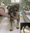 adoptable Dog in  named Mateo (NOT YET AVAILABLE)