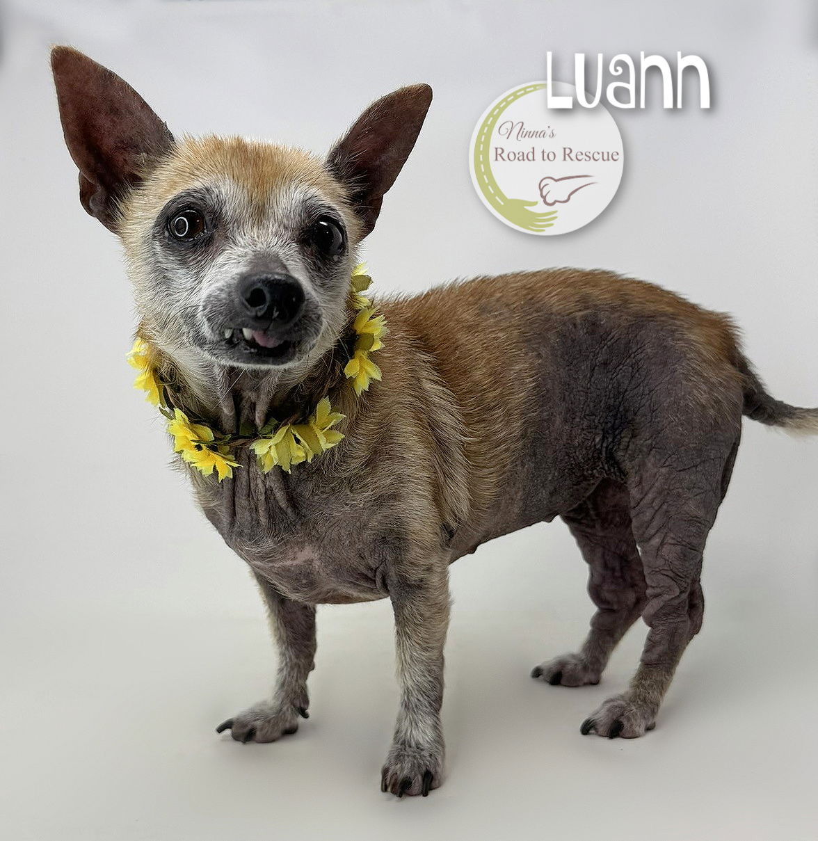 adoptable Dog in Benton, LA named Luann