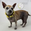 adoptable Dog in  named Luann