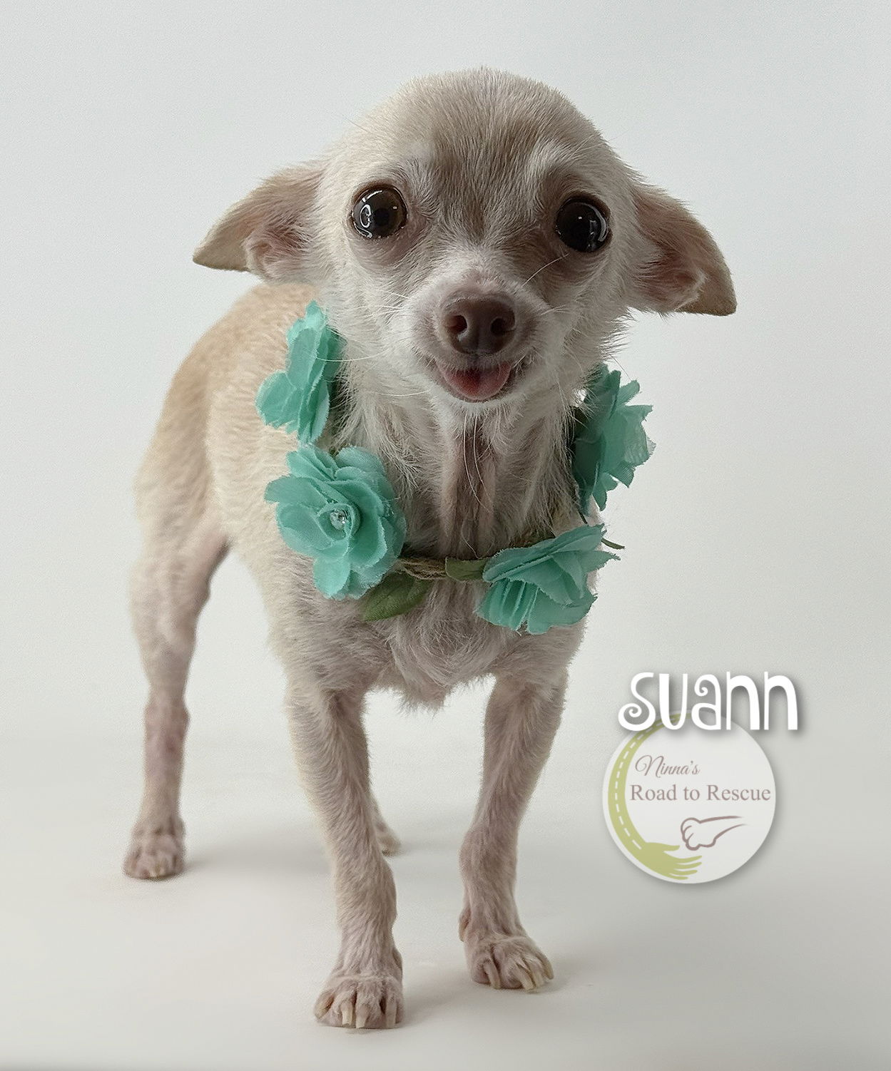 adoptable Dog in Benton, LA named Suann