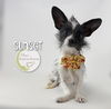 adoptable Dog in  named Sunset