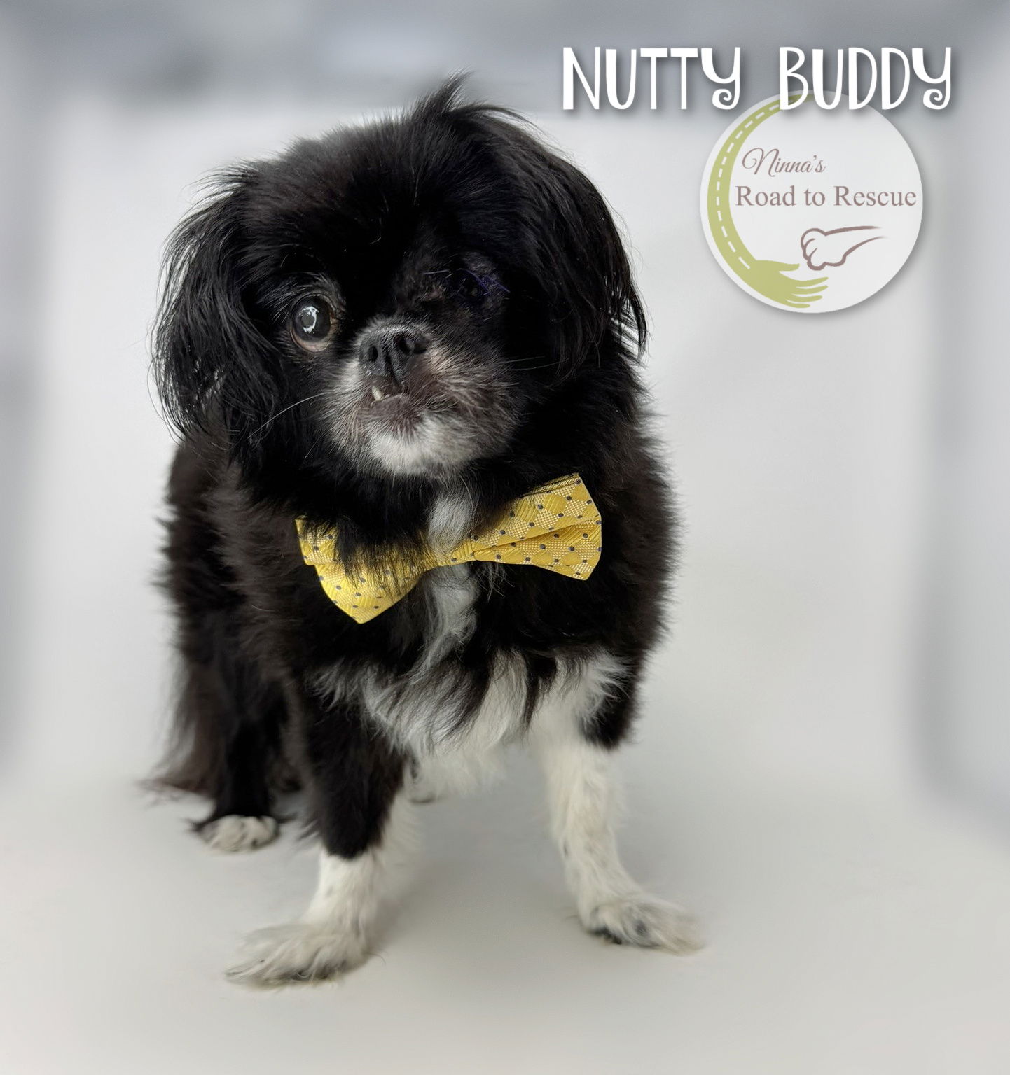 adoptable Dog in Benton, LA named Nutty Buddy