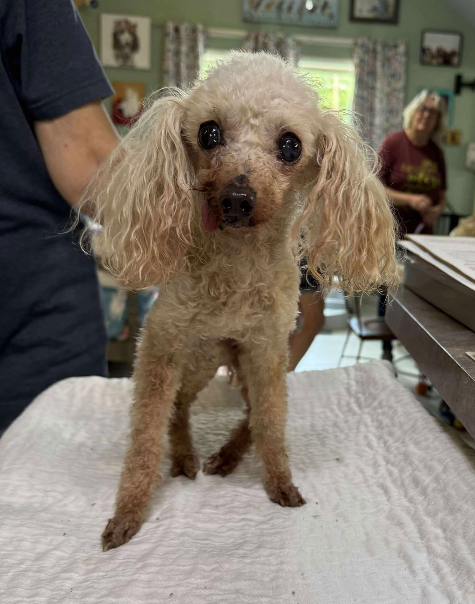 adoptable Dog in Benton, LA named Watto (NOT YET AVAILABLE - ADOPTION RETURN)