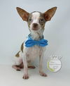 adoptable Dog in  named Hiccup