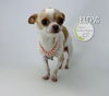 adoptable Dog in  named Burpie