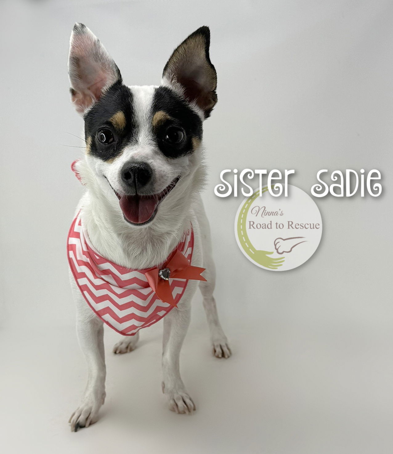 adoptable Dog in Benton, LA named Sister Sadie