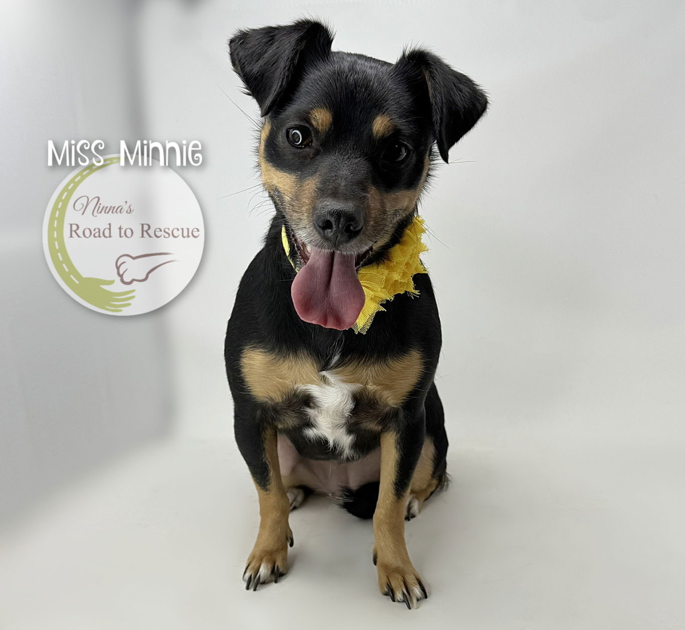 adoptable Dog in Benton, LA named Miss Minnie