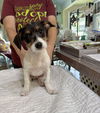 adoptable Dog in  named Guppy (NOT YET AVAILABLE)