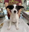 adoptable Dog in  named Tadpole (NOT YET AVAILABLE)