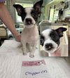 adoptable Dog in  named Chipper (NOT YET AVAILABLE)