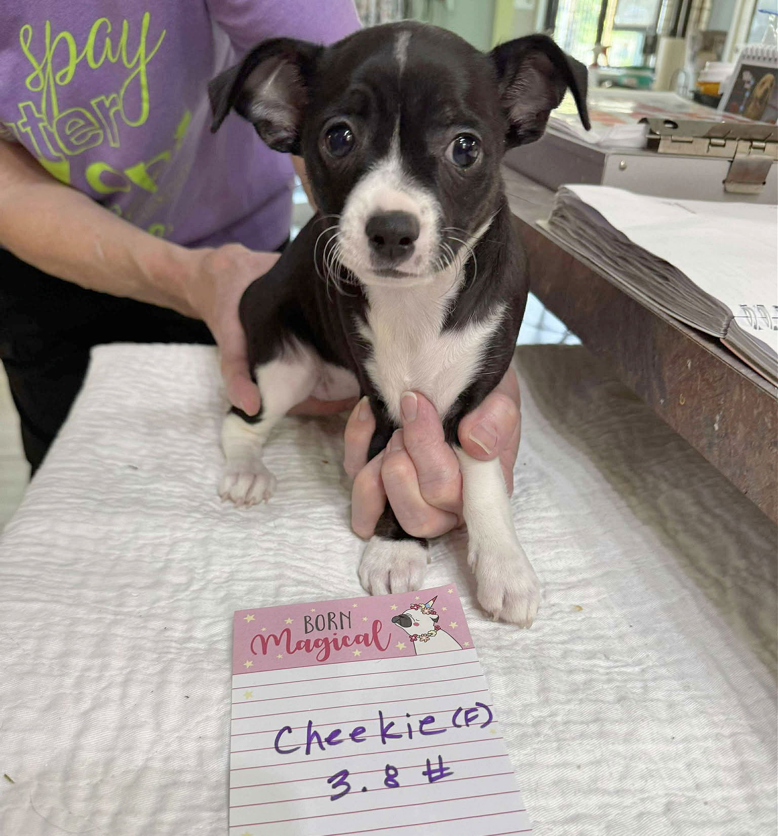 adoptable Dog in Benton, LA named Cheekie (NOT YET AVAILABLE)