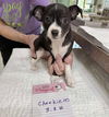 adoptable Dog in  named Cheekie (NOT YET AVAILABLE)