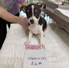 adoptable Dog in  named Cheers (NOT YET AVAILABLE)