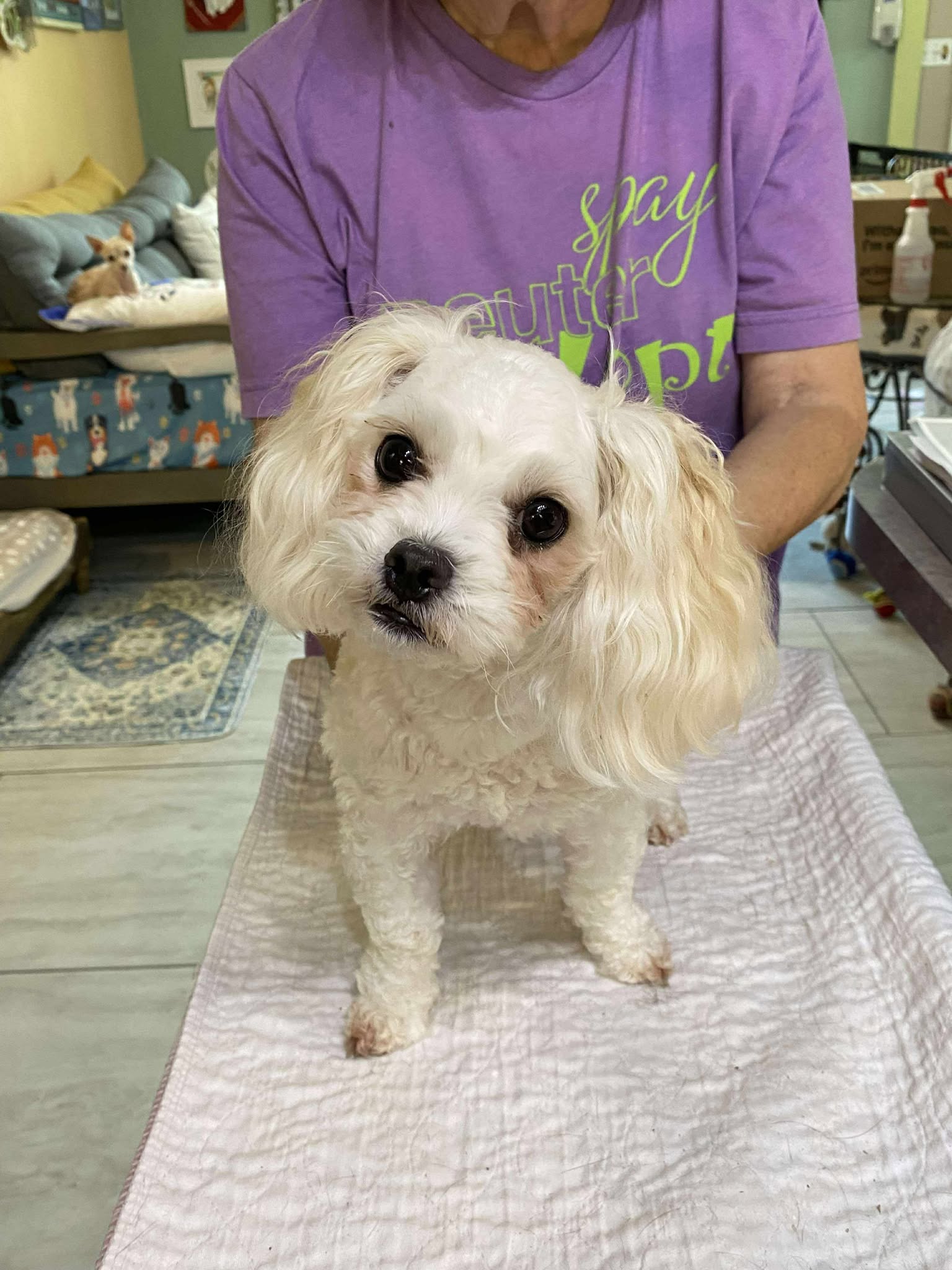 adoptable Dog in Benton, LA named Loosie Goosie (NOT YET AVAILABLE)